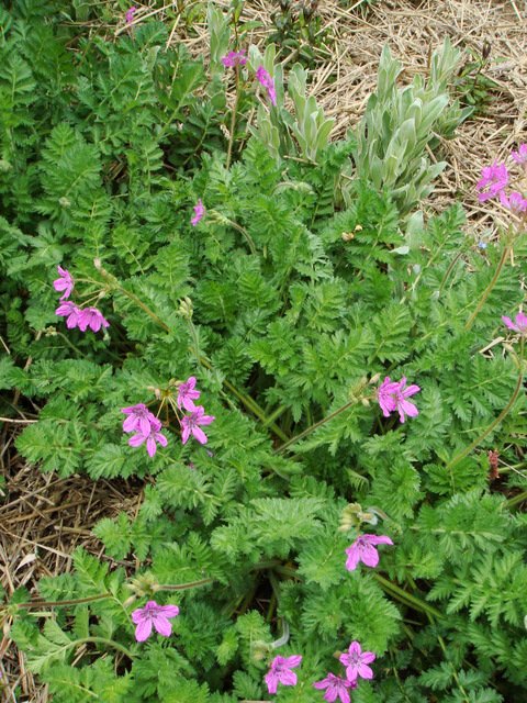 Erodium manescavi
